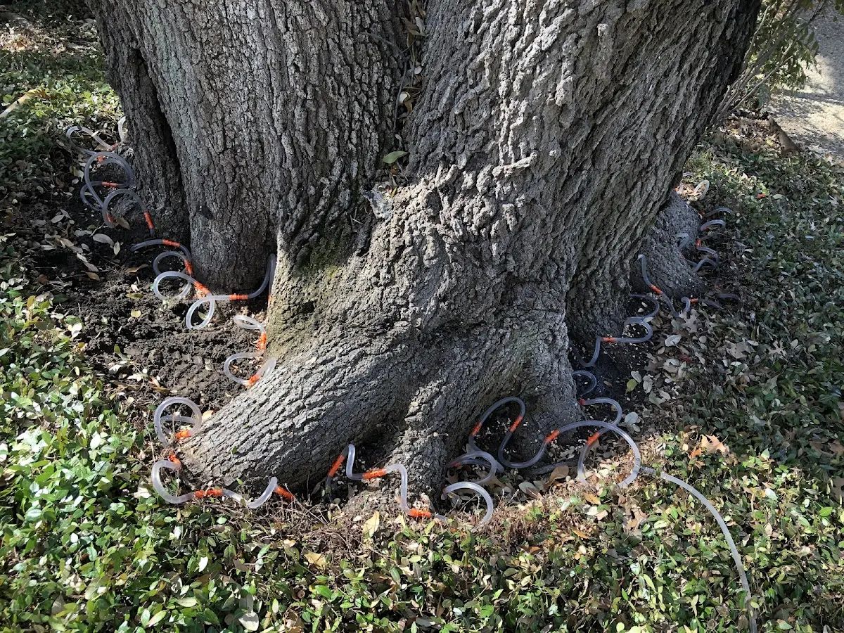 Detailed Tree Cabling and Bracing job site in North Collins