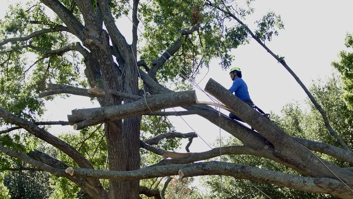 Professional Crown Thinning performed by certified arborists in North Collins