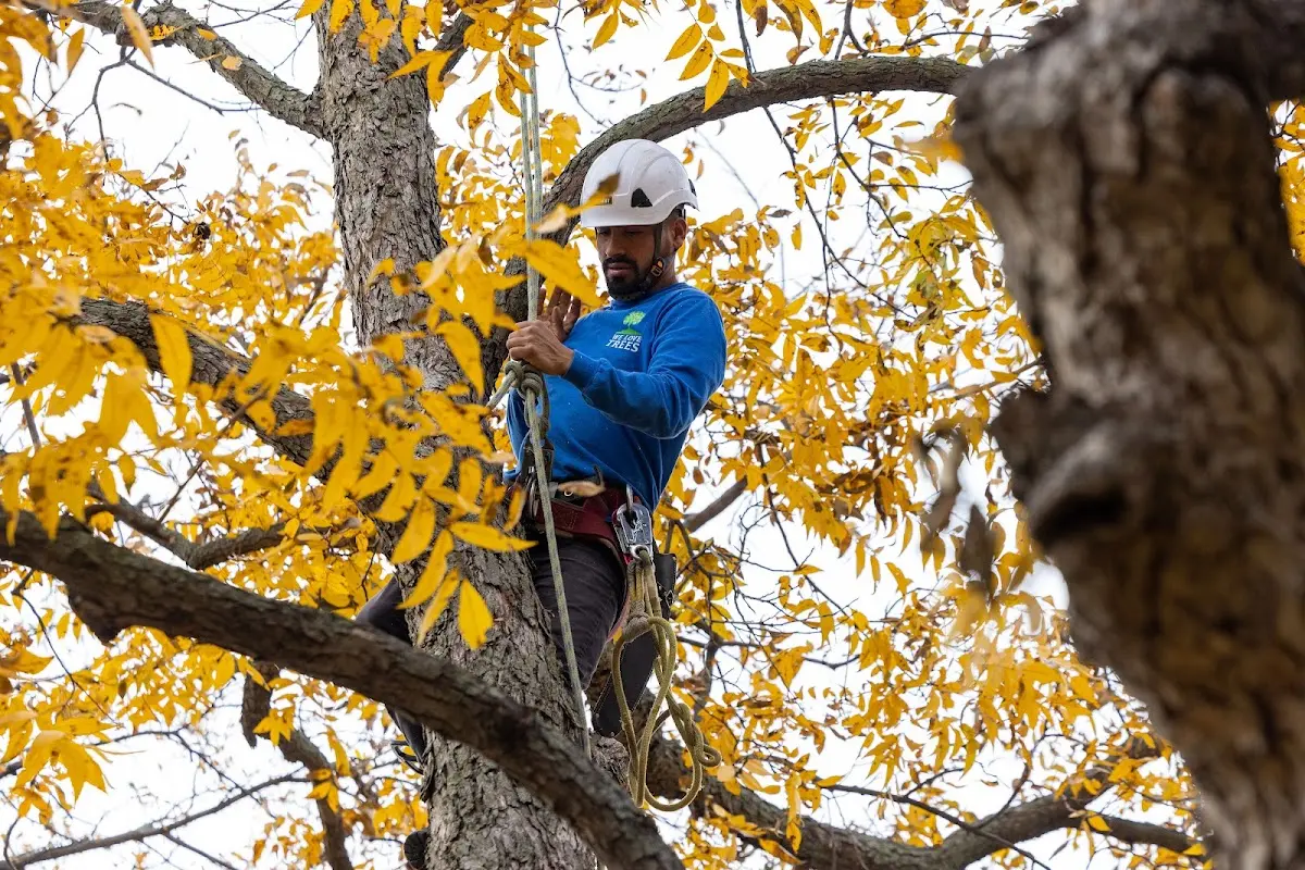 Skilled Tree Planing crew working in North Collins