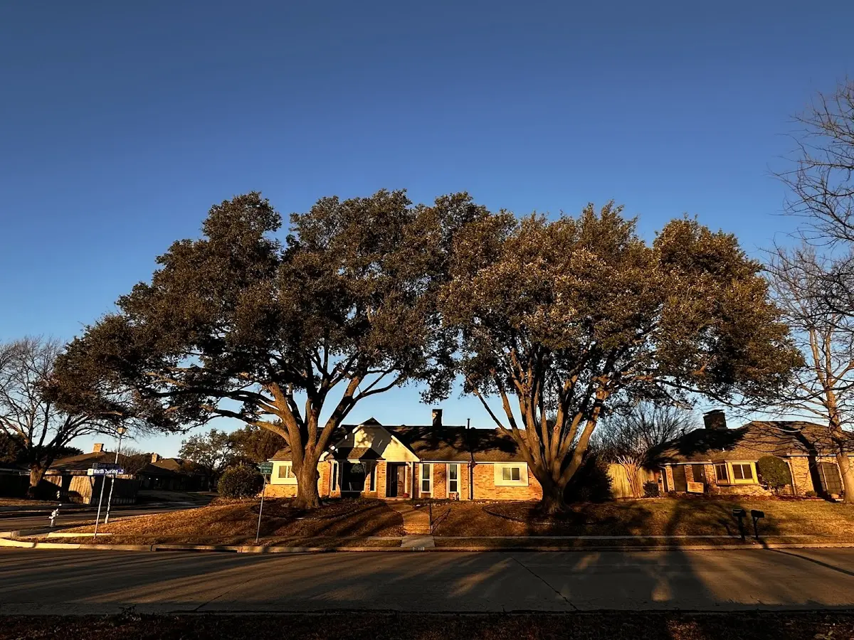 Established residential canopy tree shading a home in North Collins